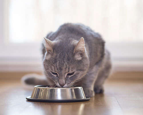 Petsitter chat, petsitter