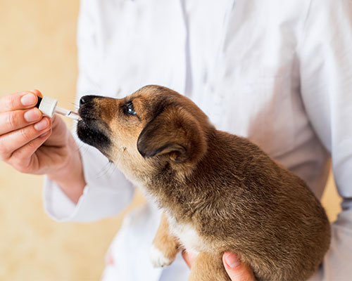 Administration de médicaments chat et chien