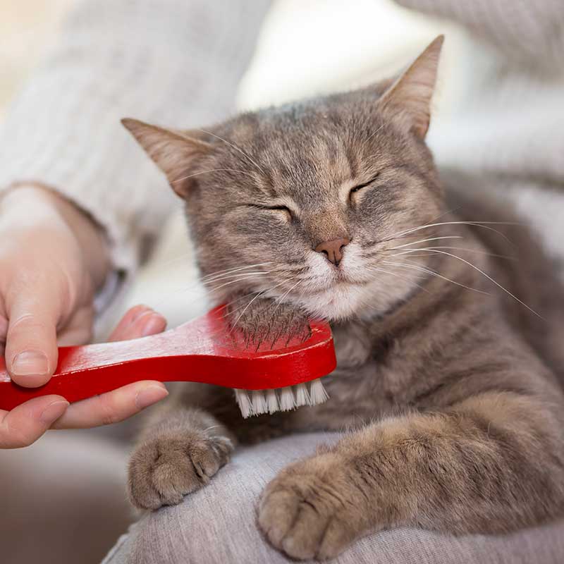 Catsitter à Cugnaux