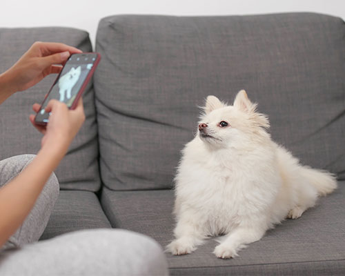 Petssiter à Plaisance du Touch et Cugnaux
